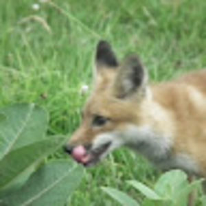 Meet your Posher, Kirk